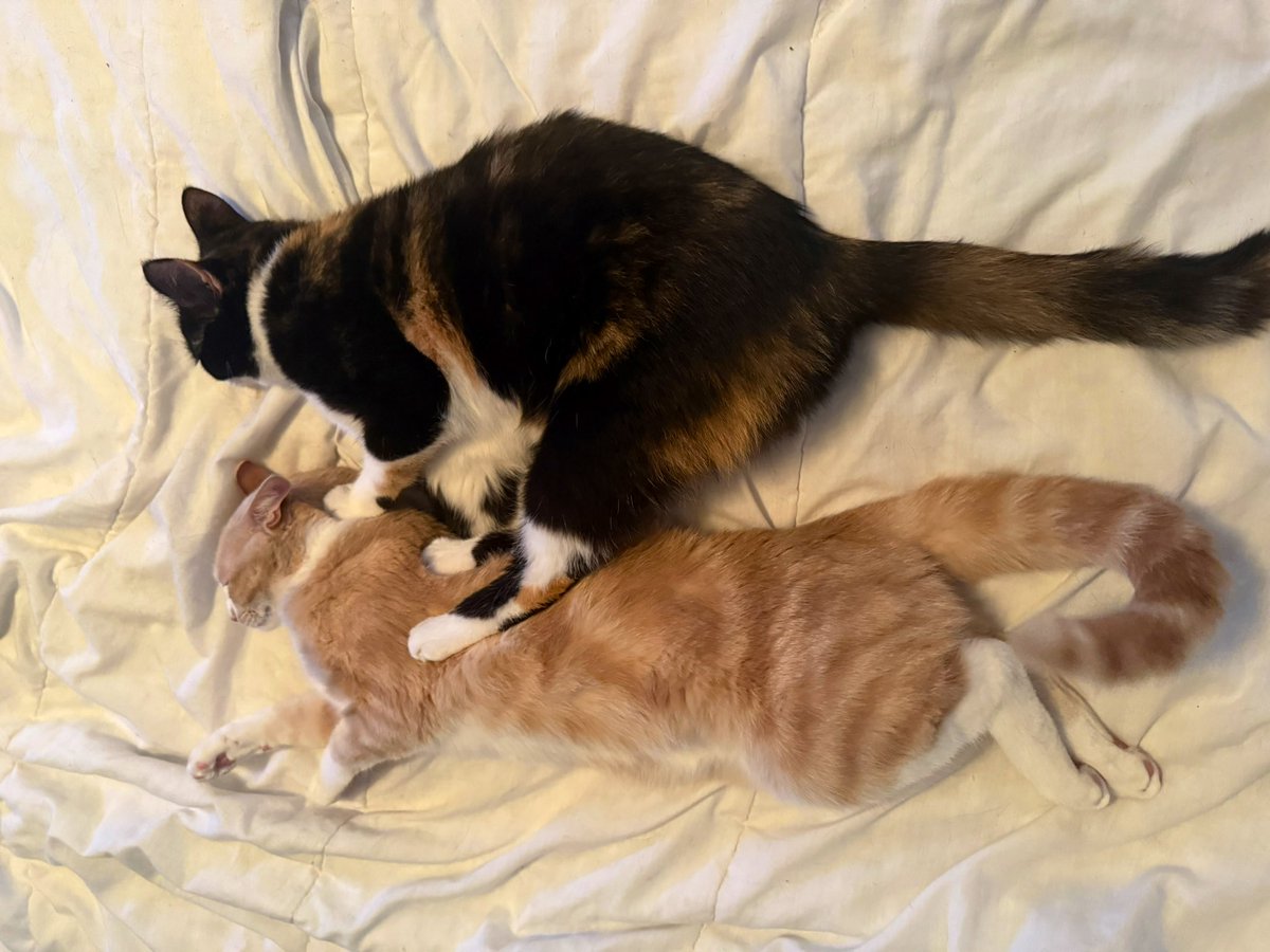 GigaFunK tweet media