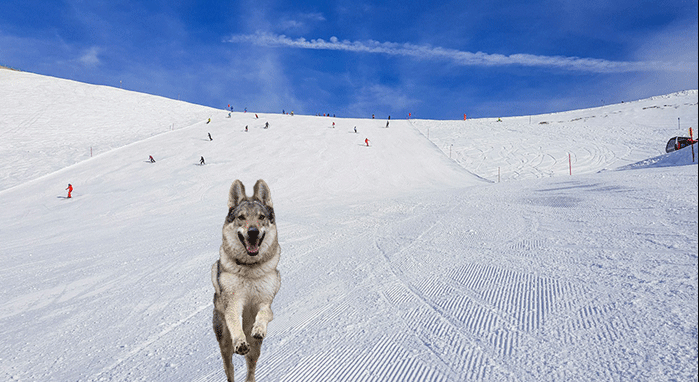 SweepsPet's tweet photo. Meet Nazgul, the Czechoslovakian Wolfdog who crashed the 2026 Winter Olympics cross-country ski race! See how this playful pup “won” the final stretch in Cortina https://t.co/F3G2JpBo8p