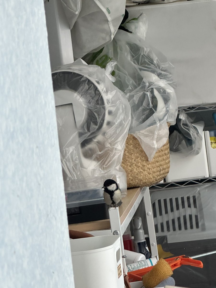 강뿌콘_kangpucon tweet media