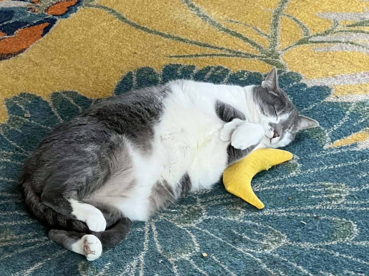 Miss Cookie 🍪: Good night friends. 🌙 
I like this 🍌. 🌱
Mummy says I have purrfect bunny hands. 🩶🤍