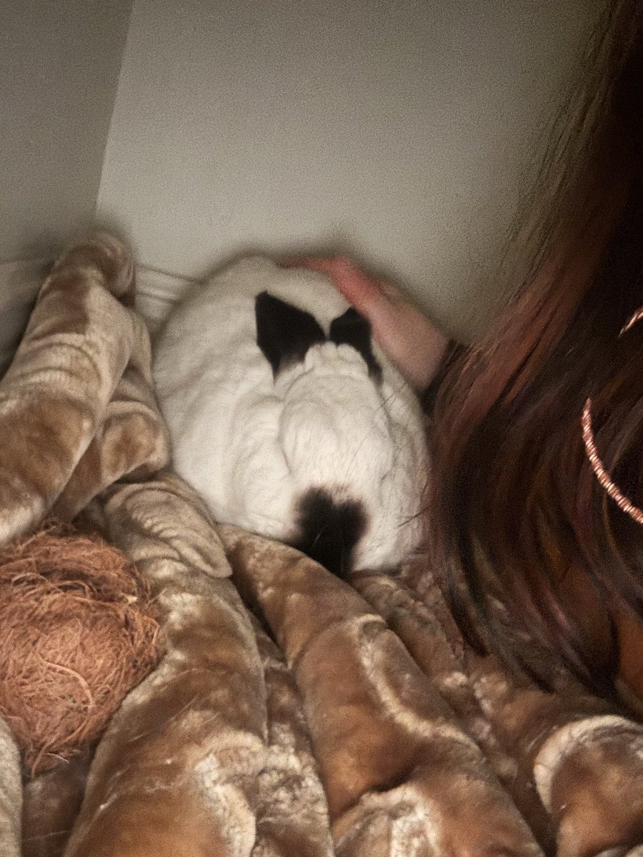 CaitlinRitchie6's tweet photo. My baby boy Flame 🩷🩷🩷🩷🩷 https://t.co/ygCOpvx1fj