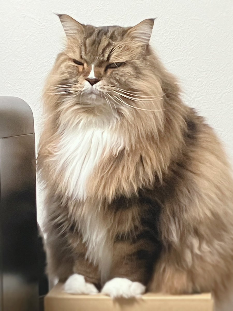 👈ぱゃゃ♡     ﾌﾝｽ……👉

⚠️リアルおてて写ります