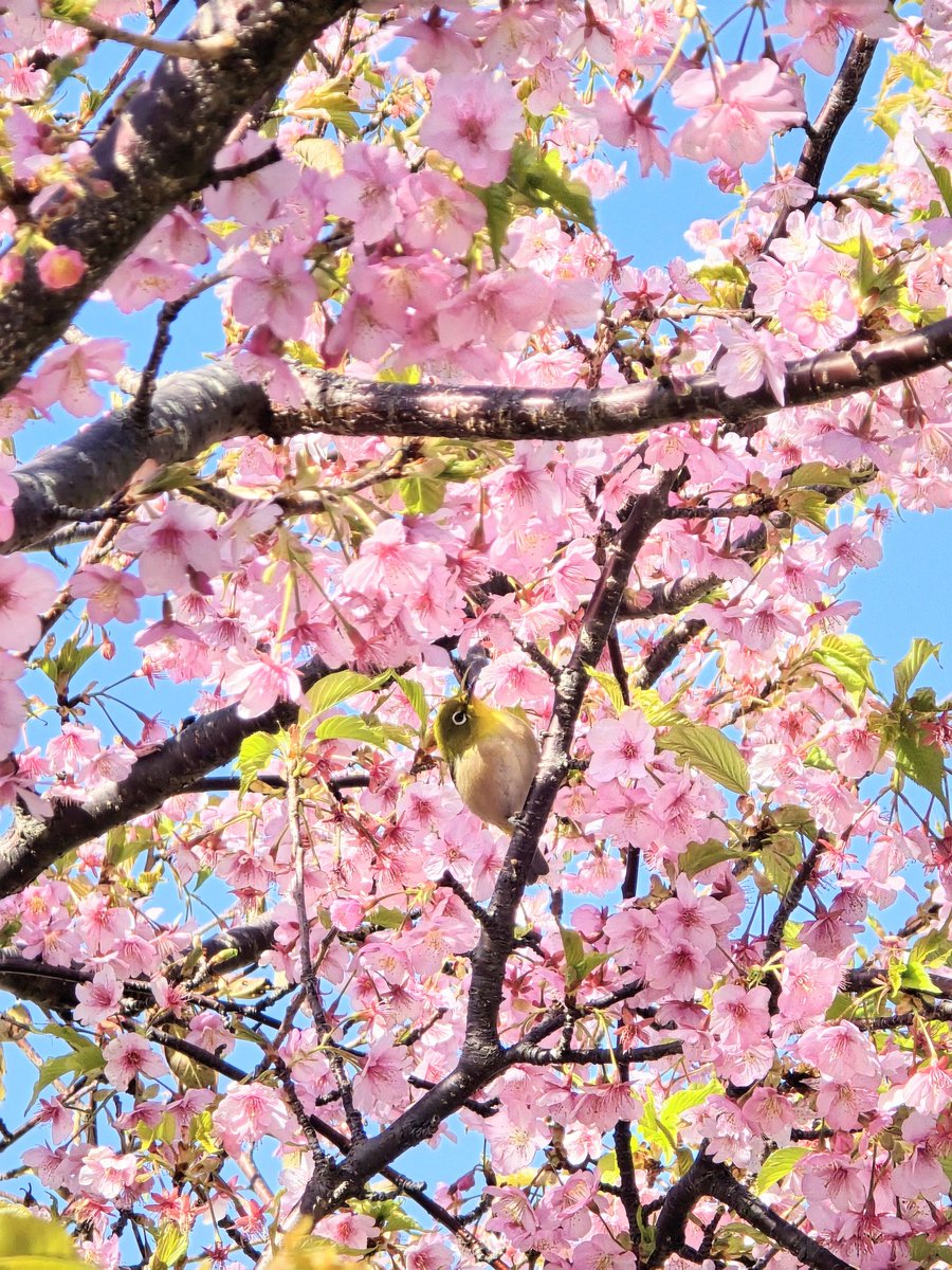 近くの河津桜にメジロ君がきてたのだ！🐤✨️