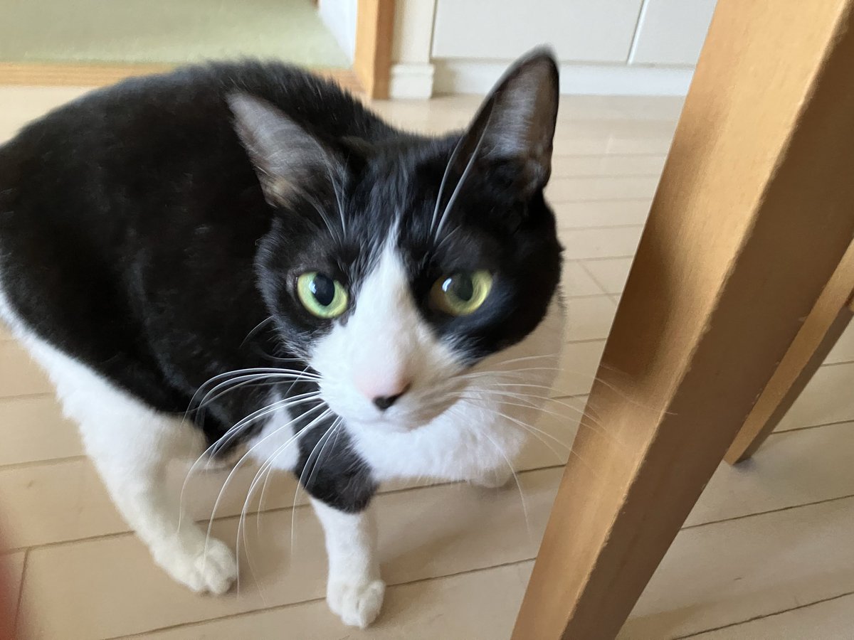 木曜日ランチタイム🍙

早く遊びたいニャ