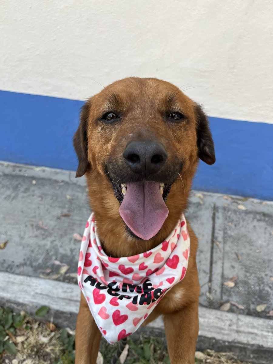 Me puedes conocer,pronto iré a la feria de adopción en Parque México.🥰