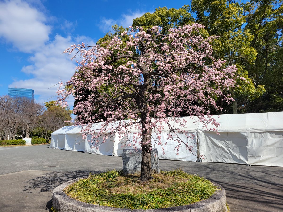今週末は #大阪マラソン2026 が開催されます🏃‍♀️🏃‍♂️ #大阪城