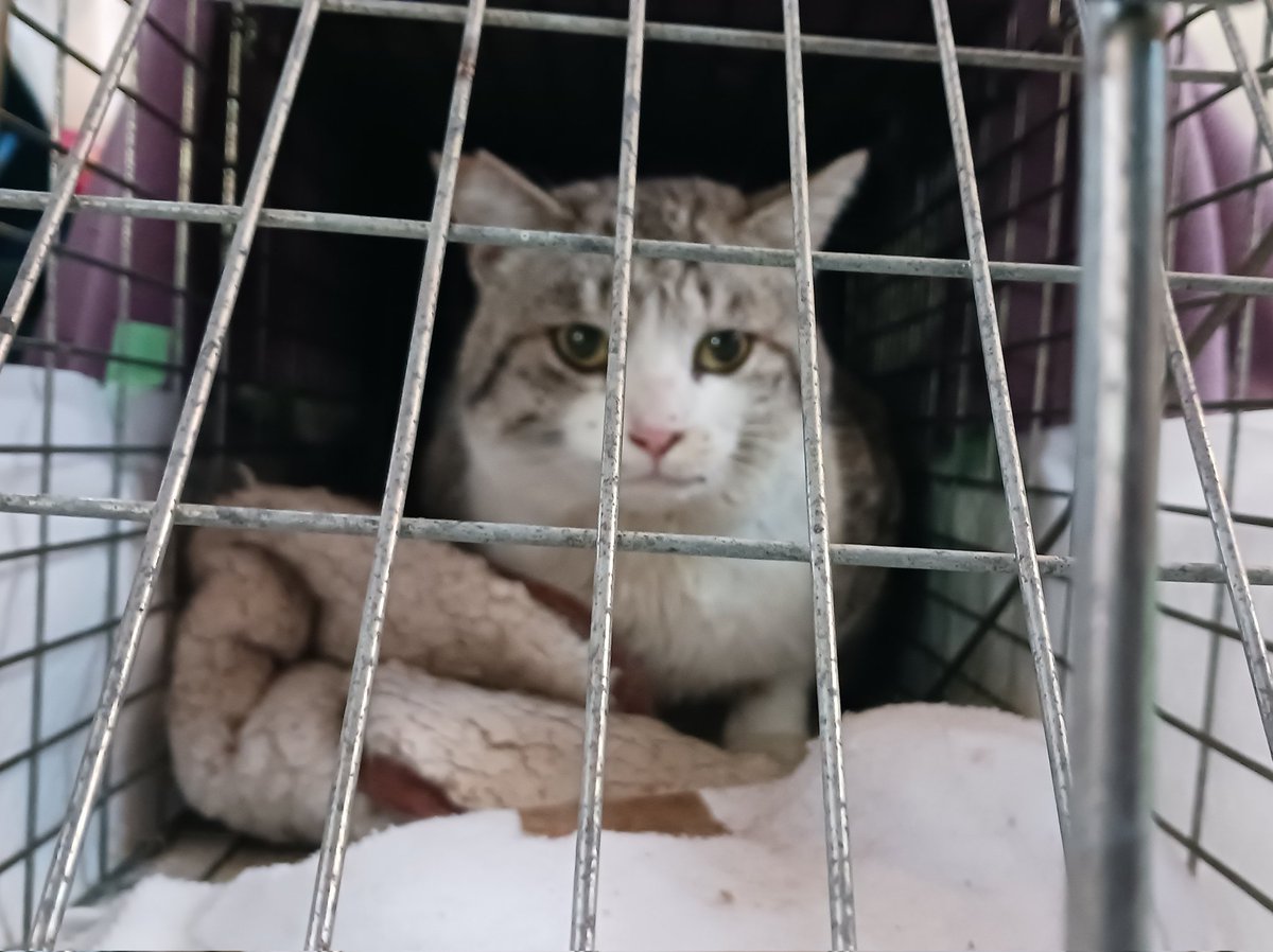 ee15ichigo's tweet photo. 野良のオス猫ちゃんの去勢手術も無事終了。メス猫争奪戦や強い縄張り意識から解放されて、のんびり平和に暮らしてねー。#地域猫　#さくら猫 https://t.co/9WzyFGL5Bb
