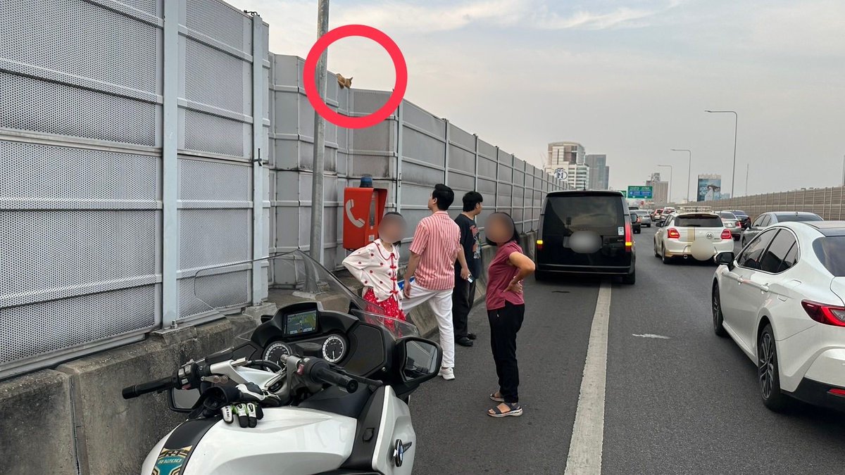 จราจรทางพิเศษ รวบแมวส้ม บนทางด่วน 🐱

(Cr. จราจรทางพิเศษสายศรีรัช-วงแหวนรอบนอกกรุงเทพมหานคร)