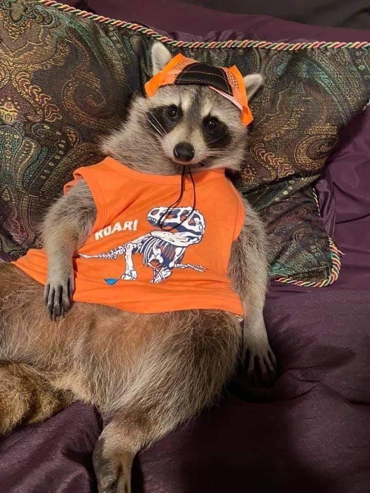 raccoonhourly's tweet photo. https://t.co/5G8gGLkUJp