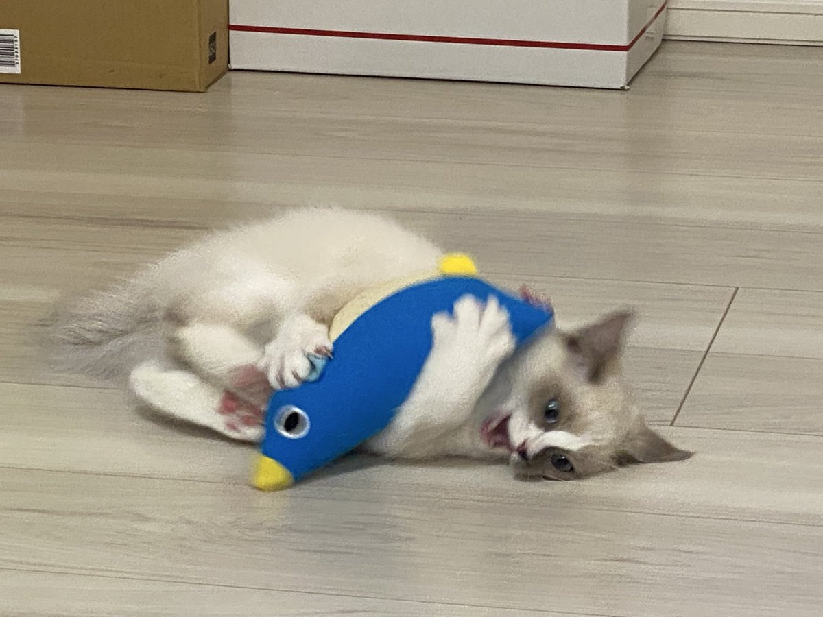 sodachandayooo's tweet photo. そりゃもうすくすくと…(デカい) https://t.co/mh8PzDMQpy