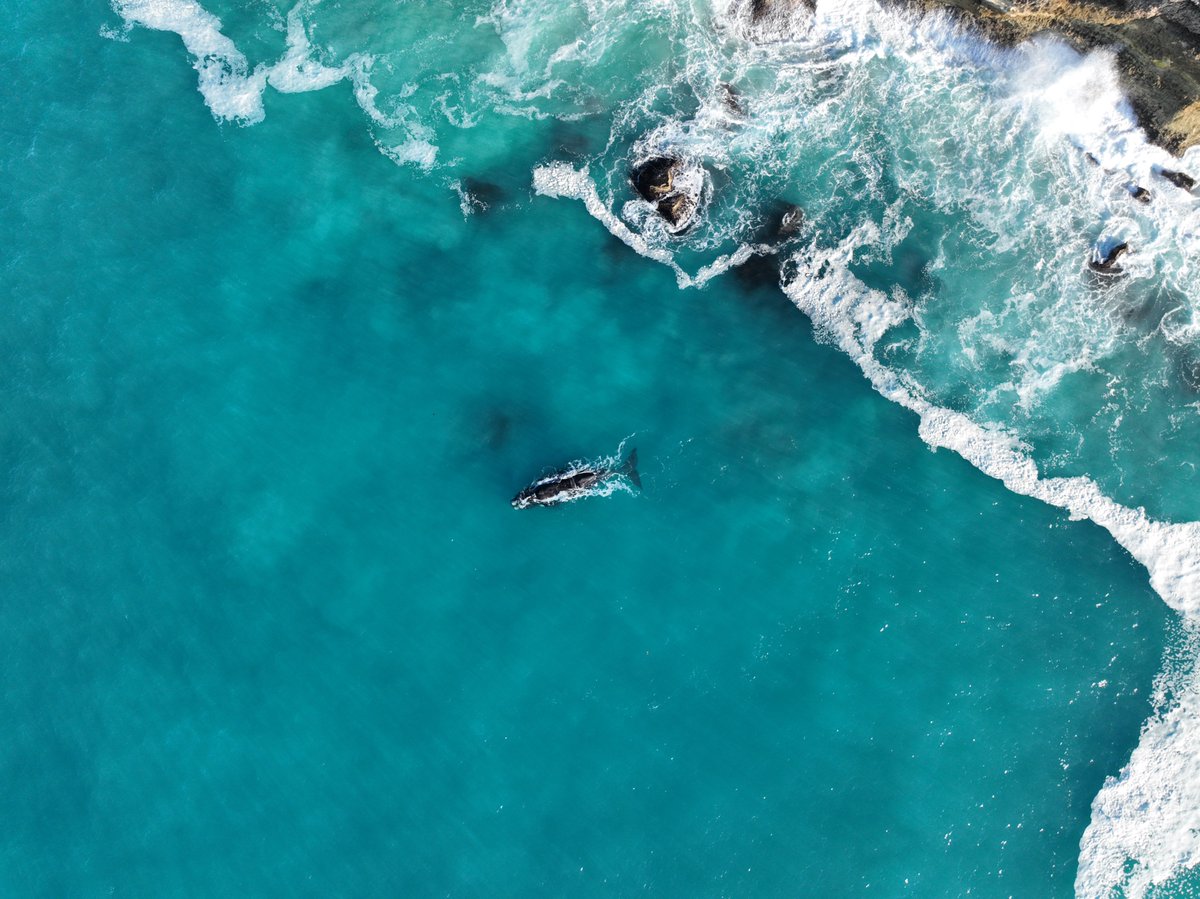 CurtinMedia's tweet photo. Southern right #whales are having fewer calves and climate change may be the cause. In a @minderoo-funded study, researchers from @CurtinUni, @Flinders and international institutions found females now give birth every four years instead of three. https://t.co/54dM2oo14Q