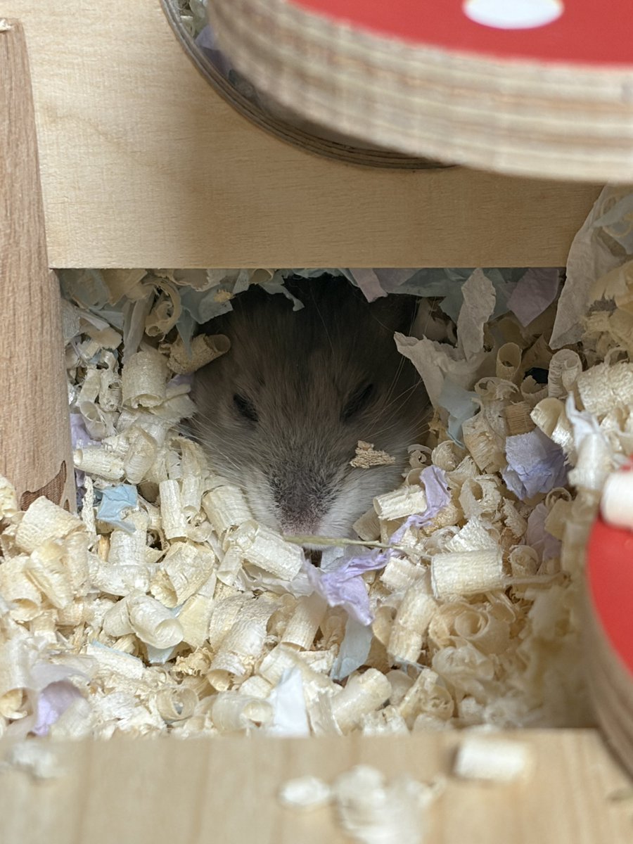 🥟두두🌱 tweet media