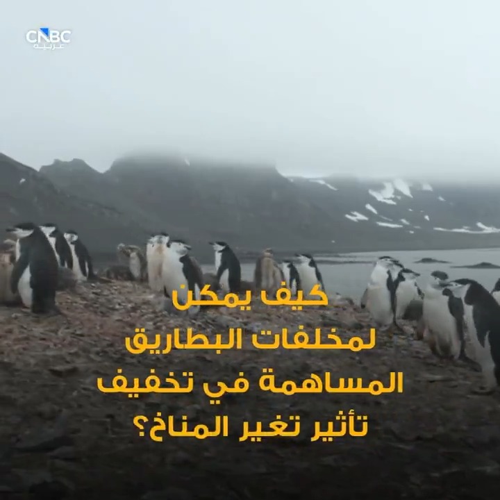 مخلفات البطاريق.. مفتاح لتبريد الأرض؟ 