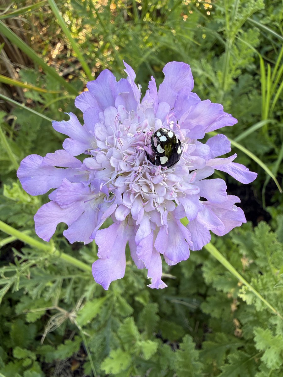 JudeStevens's tweet image. Good morning peeps on this #InsectThursday 🐞🪲🪳🐝