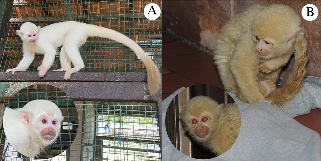 Asociación Mexicana de Mastozoología AC tweet media