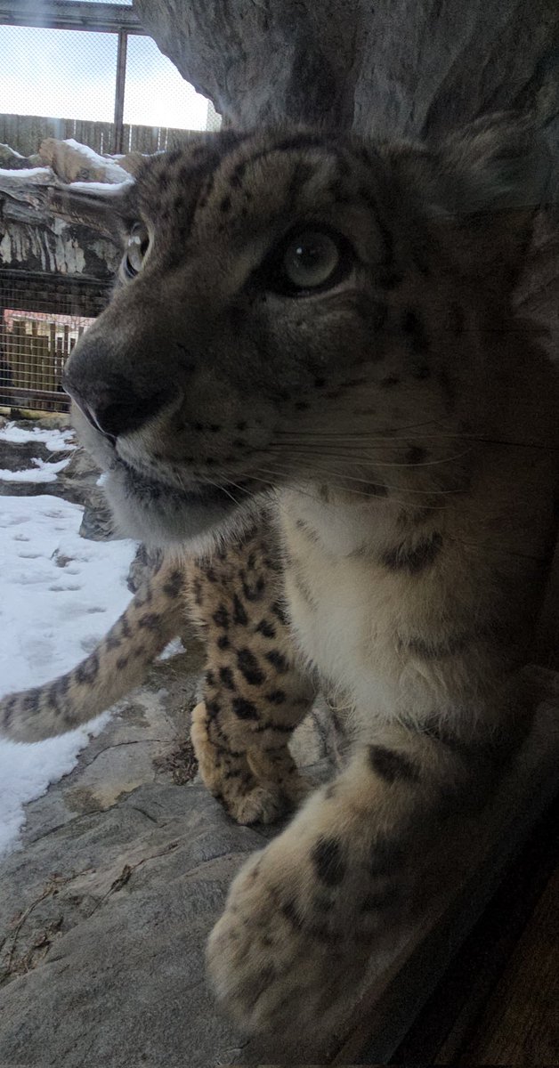 彪虎 (出没日等は固定ツイ記載) tweet media