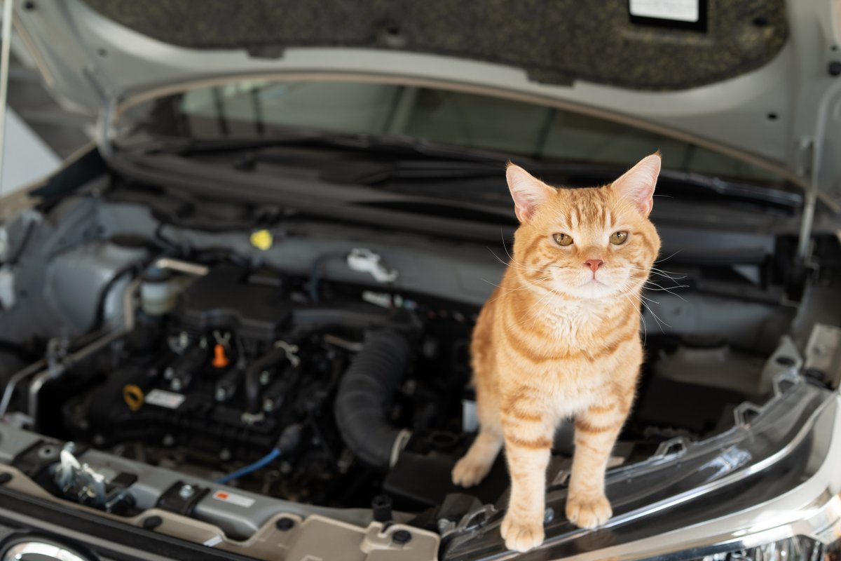 jaf_jp's tweet image. 乗車前の「猫チェック」をお願いします🐈
jaf.or.jp/common/news/20…

エンジンルームなどに #猫 が入り込むトラブル、JAFへの救援要請は昨年11月に全国で83件ありました🦺

■「猫チェック」のポイント
①ボンネットを軽くコンコンとたたく
②耳をすませる