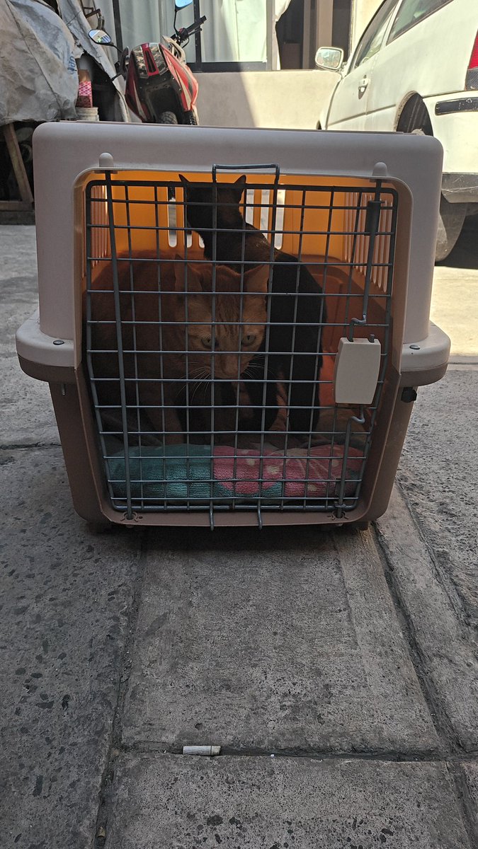 Día de simulacro y los Michis se portaron muy bien 🫨