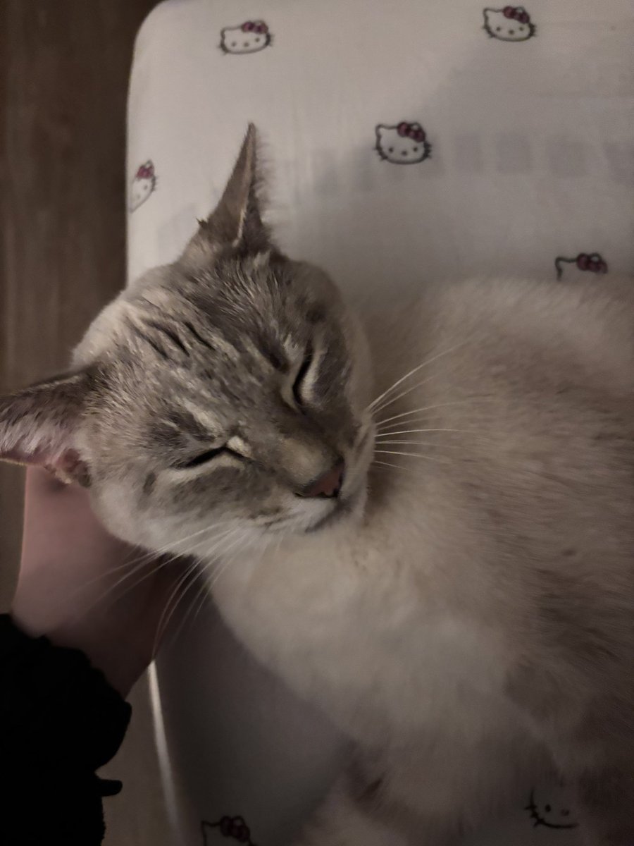 osiris_splash's tweet photo. love him https://t.co/DypF3MjwXV