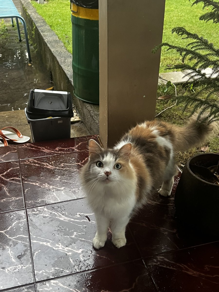 Kesampaian juga main-main ke Akal Buku alias kedai buku nan homey di Jogja utara. 

Sembari ngubek-ngubek koleksinya yg bikin lapar mata, kamu juga bisa baca buku gratis, ngobrol santai bareng dua ownernya yg ruamah polll, atau motoin penjaganya yg gemes minta diunyel-unyel.