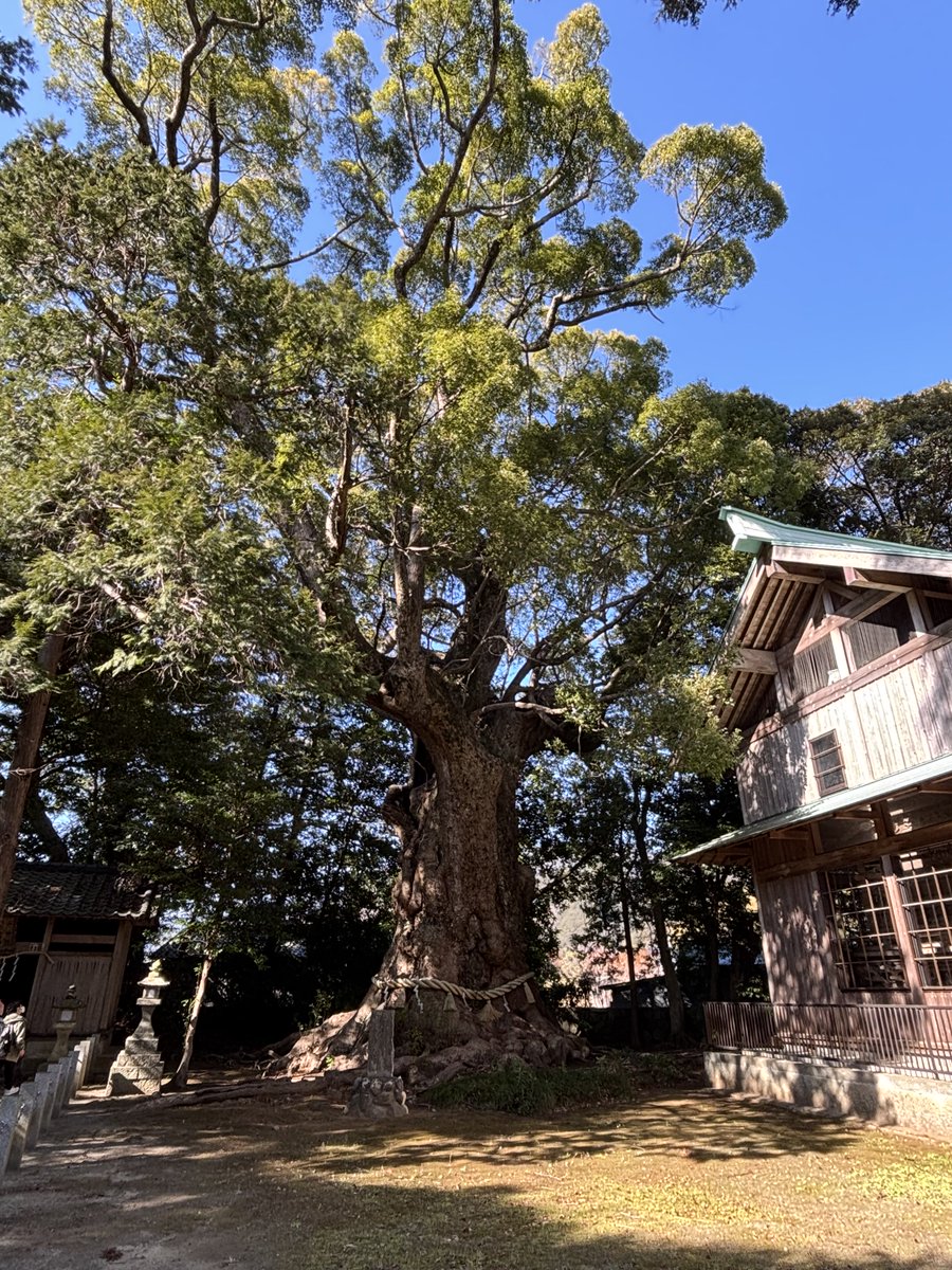 HiroN456's tweet photo. 河津町周辺散策シリーズ④
河津来宮神社参拝
☆平安初期創建、主祭神は大己貴命、ご利益は、縁結、商売繁盛、
☆境内の大楠、樹齢1,000年以上、健康長寿、圧倒的な存在で心が落ち着く😊 https://t.co/26zfpuFKtH