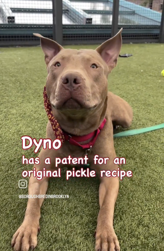 BeeDoDoobieDo's tweet image. 🔦Spotlight on DYNO♥️
#DogoftheDay  ♥️♥️♥️#174DaysinShelter
He'll embellish his resume 4a teammate who provides: choice, space &amp;amp; calm, love, focus, praise, a routine-a loving adopter or foster!

♥️He's worked so hard to get this far
Give him a chance! nycacc.app/browse/235498