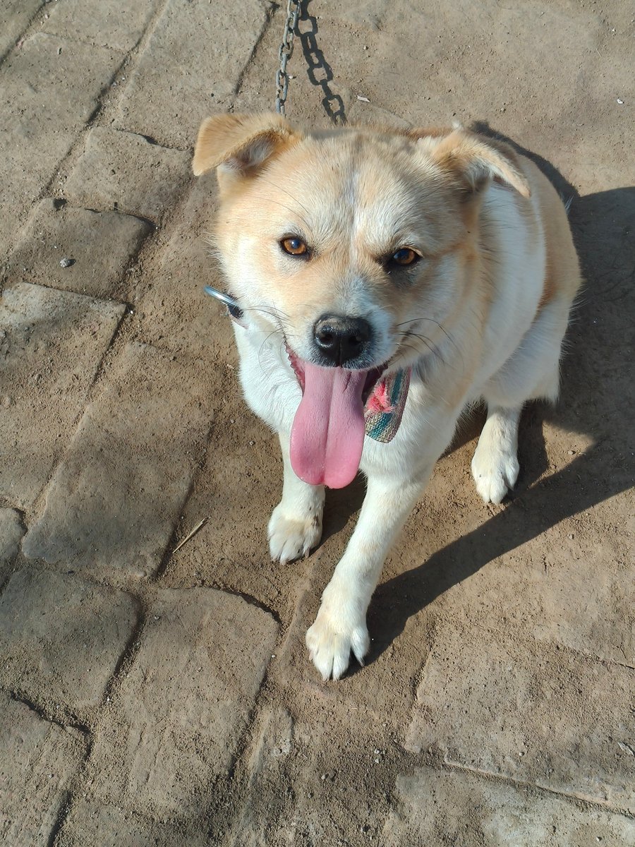 小狗长大噜☺️❤️❤️❤️