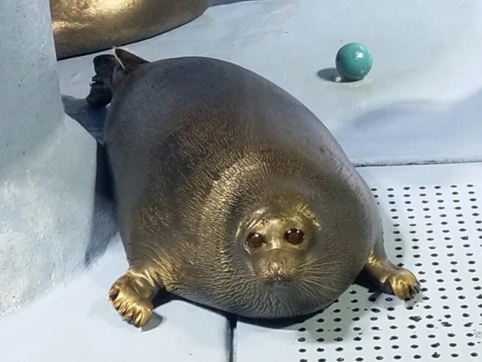 にこきーるらいち

#バイカルアザラシ
#鳥羽水族館

Nico's BIRTHDAY is approaching💙

That blue ball is the same ball played
with Nico when he was a baby.