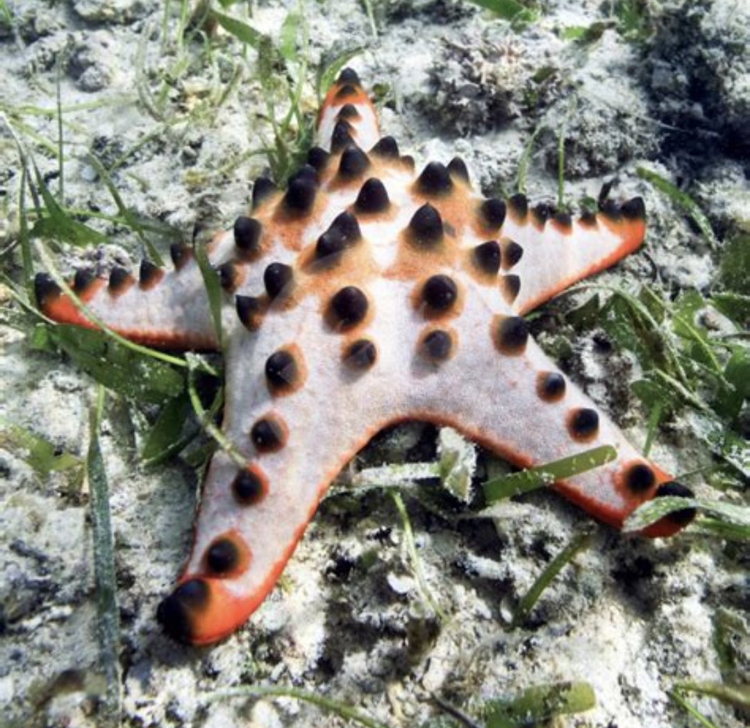 timmy_trobs's tweet photo. @_BarnyO Ok Miss Chocolate Chip Starfish https://t.co/f5EBY68tye