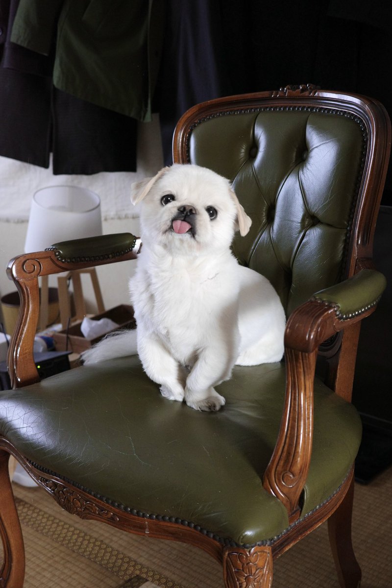 リビングの椅子が壊れて、華麗なる一族っぽい椅子をとりあえず配置