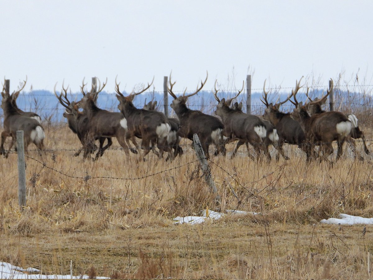 道東フェッチ tweet media