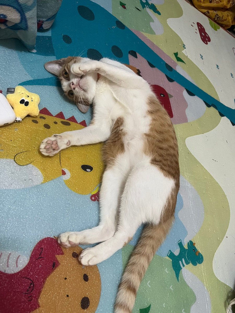 MaewHelpMaew's tweet image. เด็กๆ ที่คุมแม่ตกงาน แวะมาขออาหาร และทรายแมว จากพี่ๆ จนถึงสินเดือนค่ะ

#รับเป็นอาหารกับทรายแมวเท่านั้นนะคะ

📌 สามารถช่วยเหลือน้องๆ ได้ที่
129/34 ม.5 ต.ปากนคร อ.เมือง จ.นครศรีธรรมราช80000
คุณ แอน จันทร์ฉาย 094-826-3831

#ทาสแมว #ช่วยเหลือแมว #GHDuoCuentas6