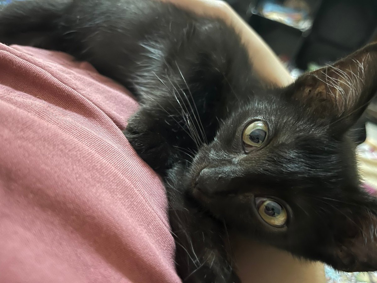 MaewHelpMaew's tweet image. เด็กๆ ที่คุมแม่ตกงาน แวะมาขออาหาร และทรายแมว จากพี่ๆ จนถึงสินเดือนค่ะ

#รับเป็นอาหารกับทรายแมวเท่านั้นนะคะ

📌 สามารถช่วยเหลือน้องๆ ได้ที่
129/34 ม.5 ต.ปากนคร อ.เมือง จ.นครศรีธรรมราช80000
คุณ แอน จันทร์ฉาย 094-826-3831

#ทาสแมว #ช่วยเหลือแมว #GHDuoCuentas6