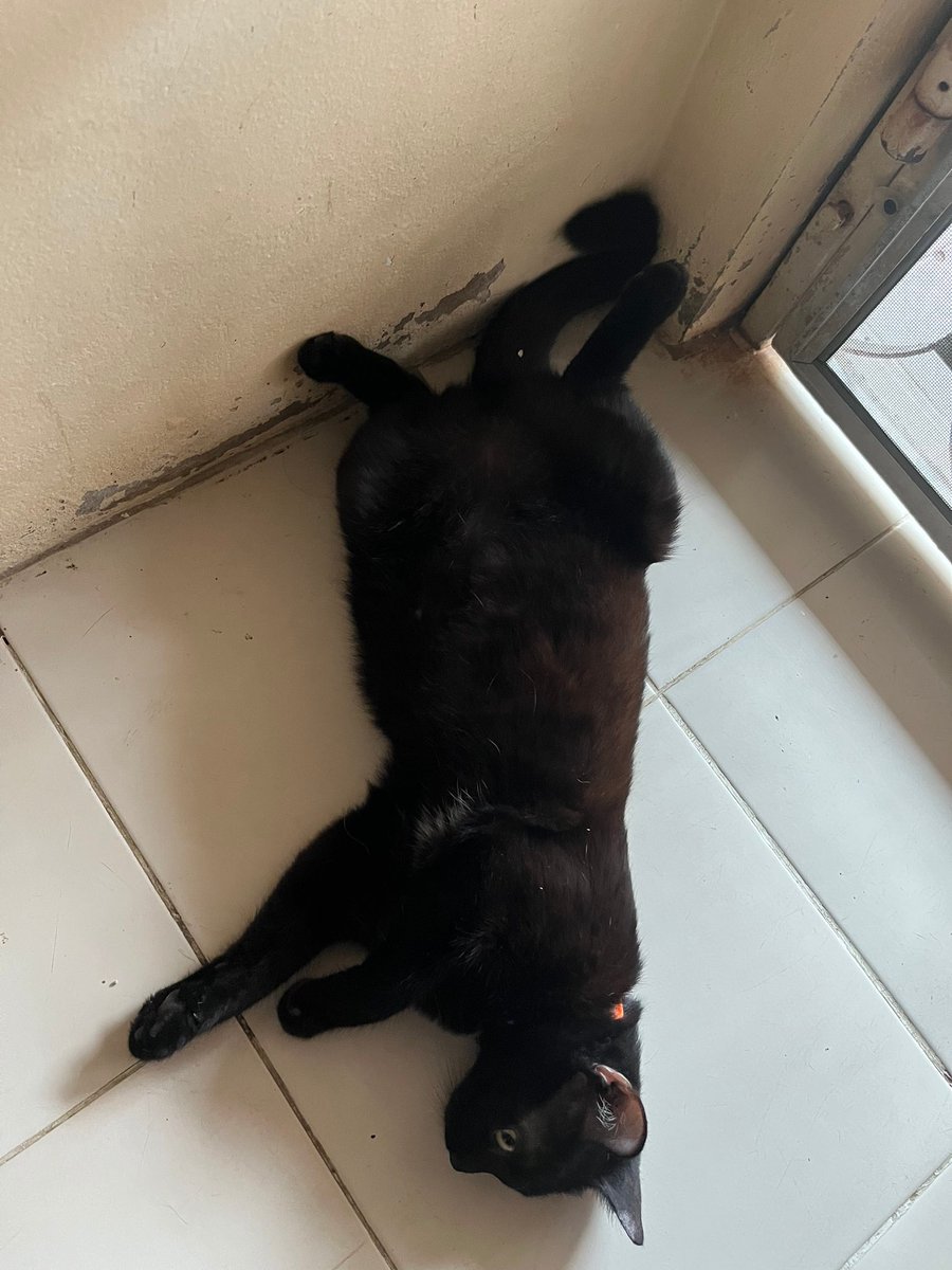 MaewHelpMaew's tweet image. เด็กๆ ที่คุมแม่ตกงาน แวะมาขออาหาร และทรายแมว จากพี่ๆ จนถึงสินเดือนค่ะ

#รับเป็นอาหารกับทรายแมวเท่านั้นนะคะ

📌 สามารถช่วยเหลือน้องๆ ได้ที่
129/34 ม.5 ต.ปากนคร อ.เมือง จ.นครศรีธรรมราช80000
คุณ แอน จันทร์ฉาย 094-826-3831

#ทาสแมว #ช่วยเหลือแมว #GHDuoCuentas6