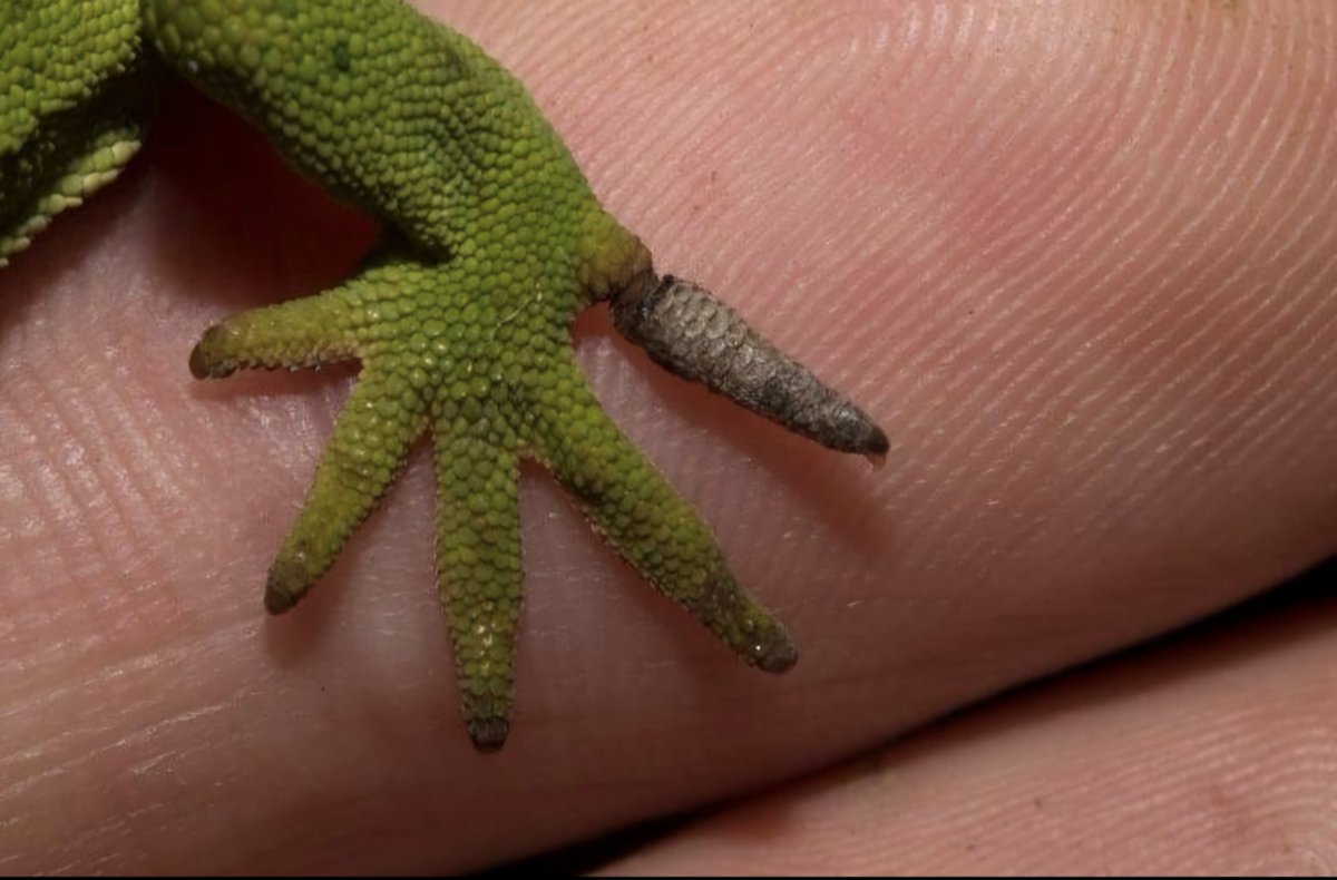 CREPAX👻 tweet media