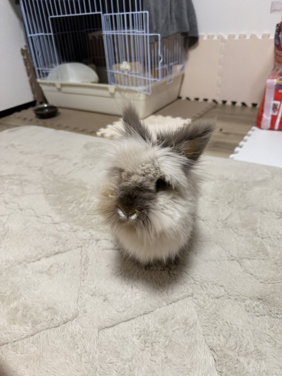 うさぎといったらうちのぷくまるちゃん
#うさぎのいるくらし
#うさぎ