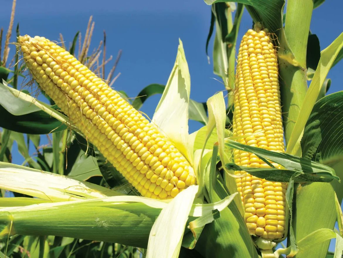 FingazLive's tweet photo. PRELIMINARY crop assessments have positioned the 2025/26 agricultural season as the country’s most promising in recent years, supported by favourable rainfall patterns and expanded planting. >https://t.co/KeFpO8fcym https://t.co/gqSBqQYagE