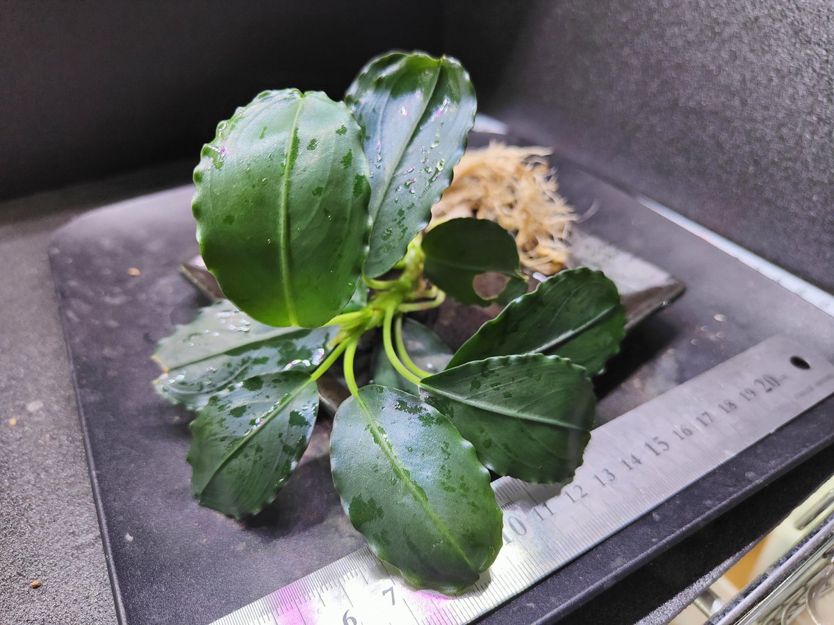 キボーデコ (@kiboudeko) / Posts / X