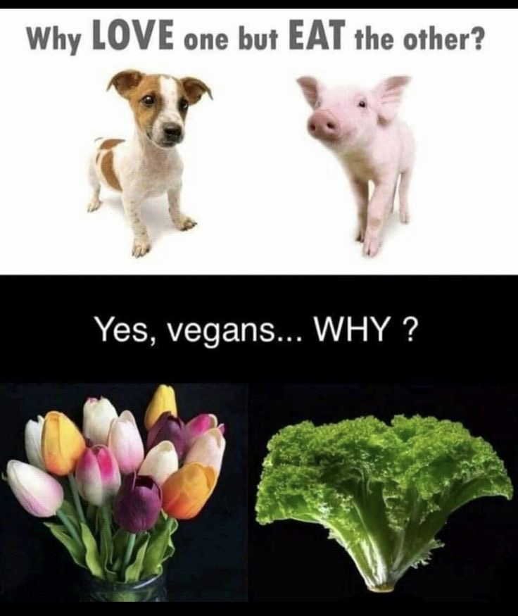 i like food tweet media