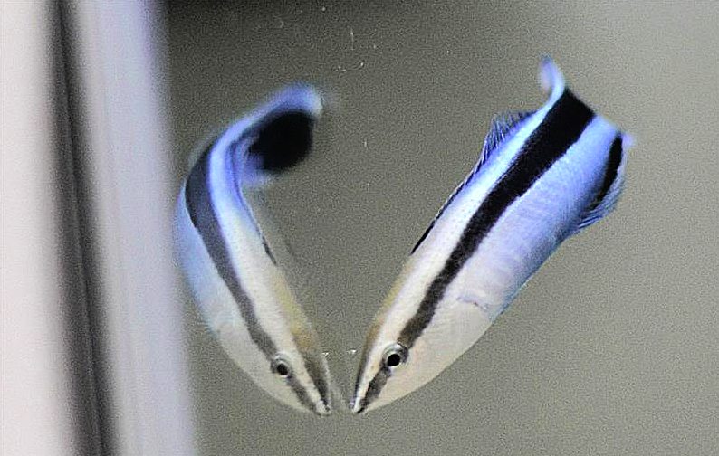 Osaka Metropolitan University tweet media