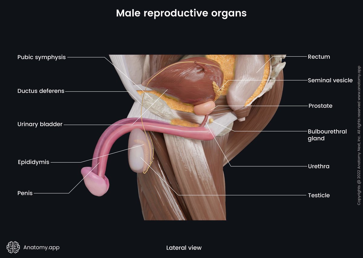 gerald1w's tweet photo. 5 Signs Your Sperm Is Low Level (And How To Fix It Before It’s Too Late)���� https://t.co/yxXrx88SqG