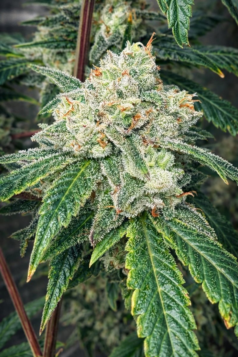 OldSchoolChronic tweet media