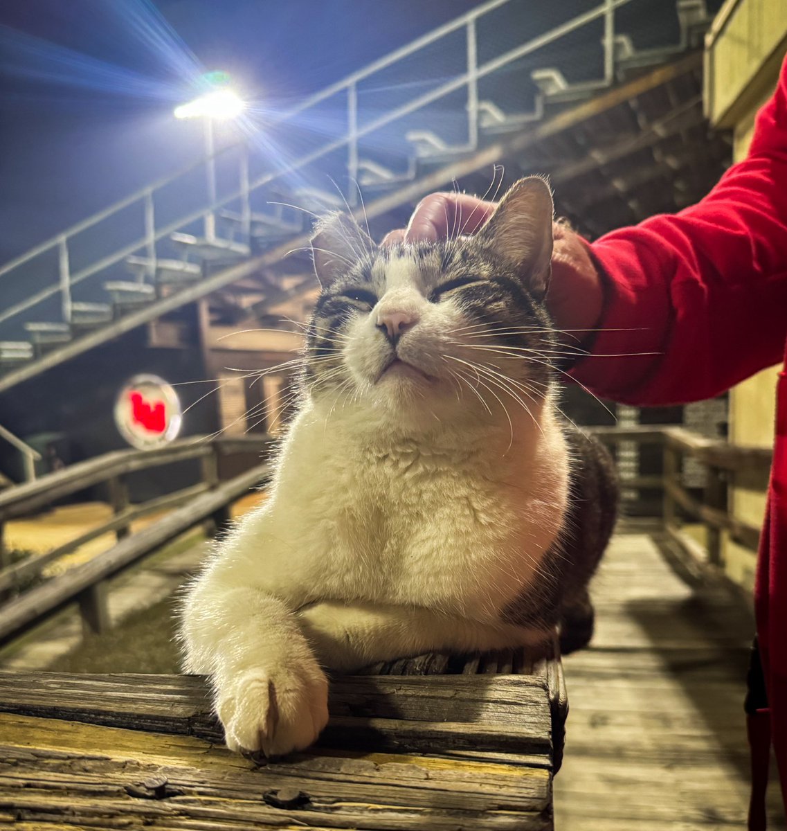 Lamar Baseball tweet media