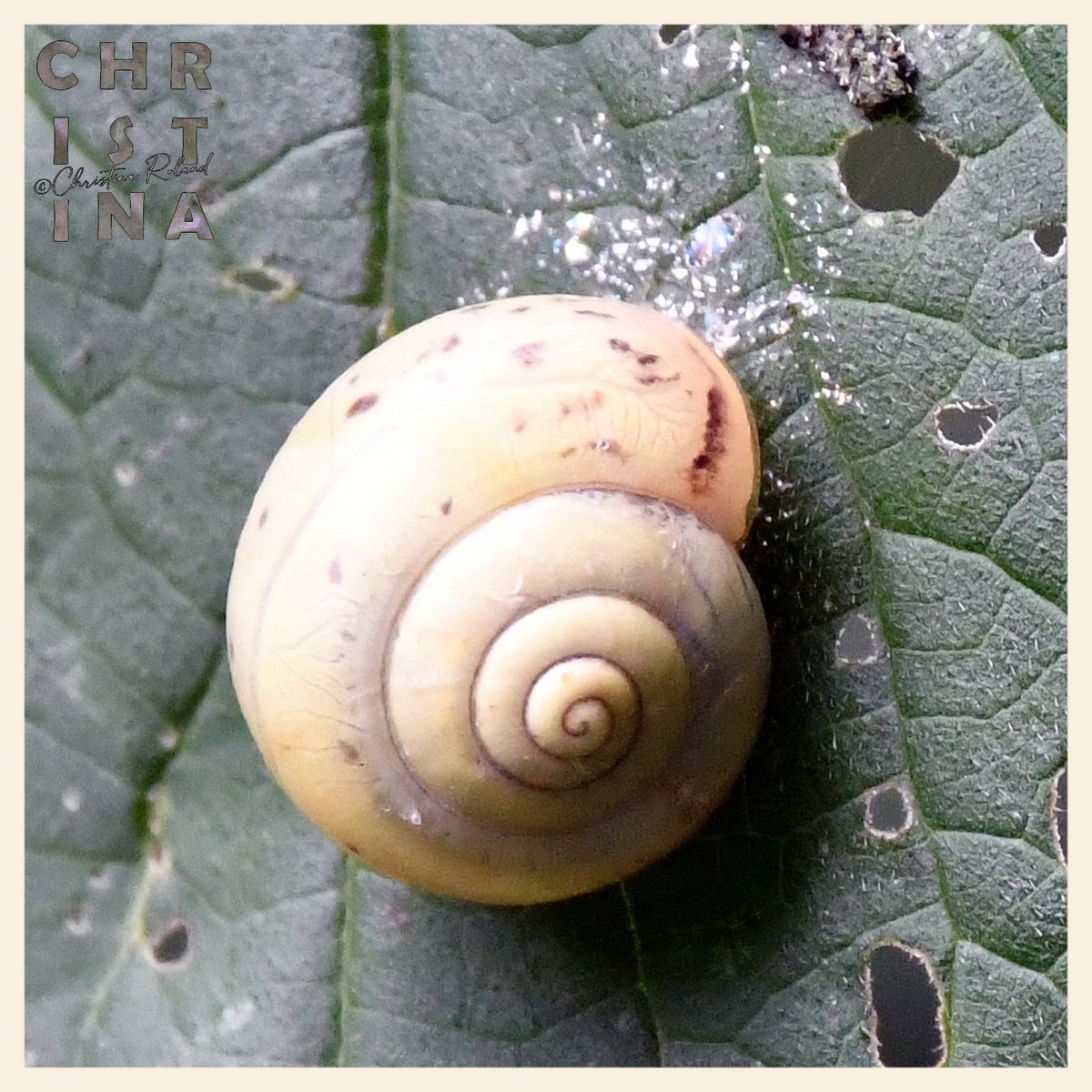 ChrRoland's tweet photo. ๐จ๐ฟ #KleurInDeNatuur ๐๐ธ #dag19 #eierschaalwitrgb 250,240,225 #ColorInNature #day19 #EggshellWhite
Heel vaak is wit niet zo wit. Maar ook niet beige. Vandaag tijd voor alles wat net niet wit is ๐ https://t.co/K4uVGPfeCg
