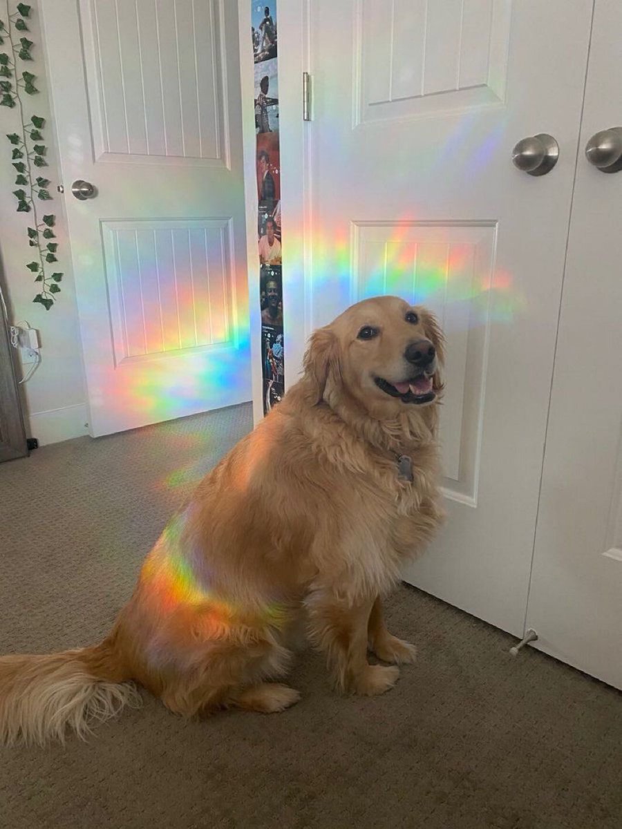 everythingdogss's tweet photo. https://t.co/j9l8WzCp2t