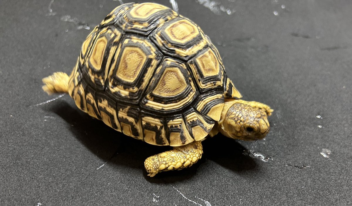 ヒョウモンリクガメ、10cm程度の少し大きな子たちが入荷しました