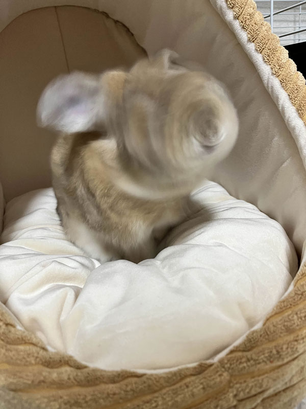 かがちさく☕C107通販開始 (@kagachi_SK) / Posts / X