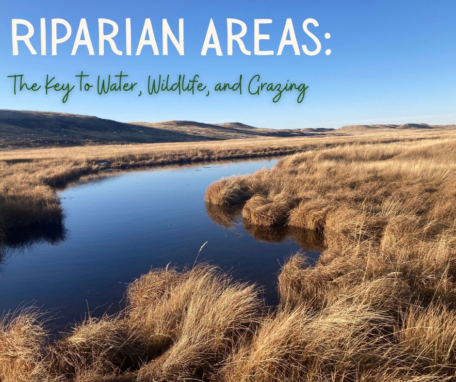 Stockgrowersfdn's tweet photo. Water quality. Wildlife habitat. Better grazing.
Discover why riparian areas are critical for water, wildlife habitat, and grazing lands- and how smart stewardship keeps Saskatchewan grasslands healthy and productive!
https://t.co/iGLit6QlaW
#landstewardship #nativegrasslands https://t.co/e3OmuUyvnE