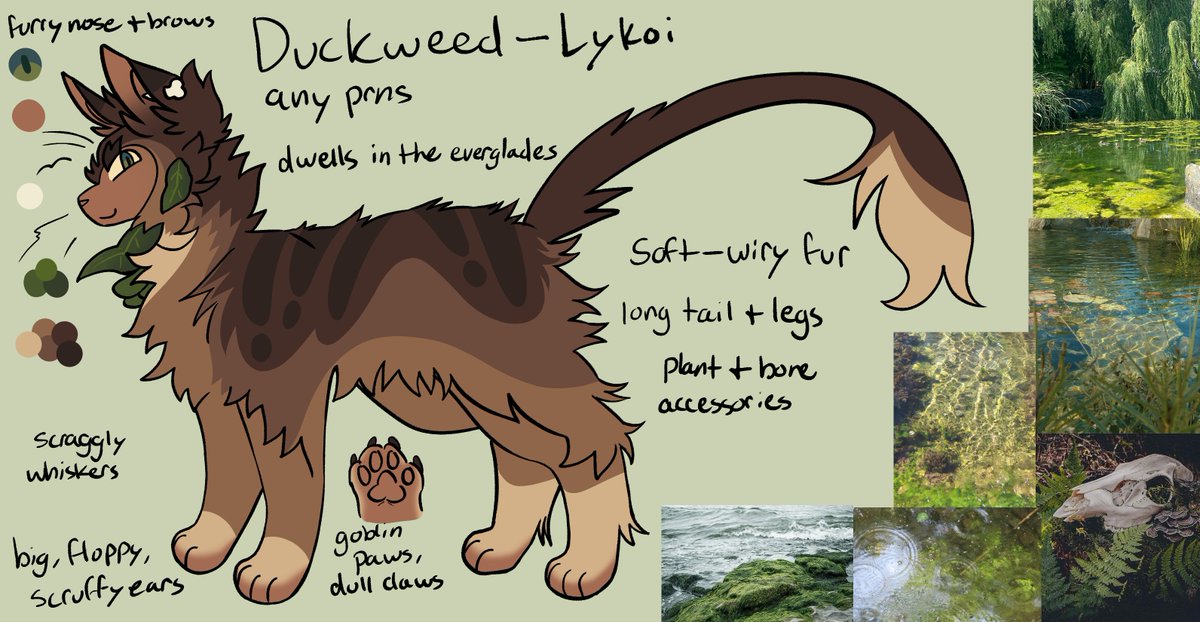 algaebones's tweet photo. hello #wctwt this is my warrior cats oc named duckweed aka ME he is awesaome isnt he https://t.co/ziOh8ZWeWF