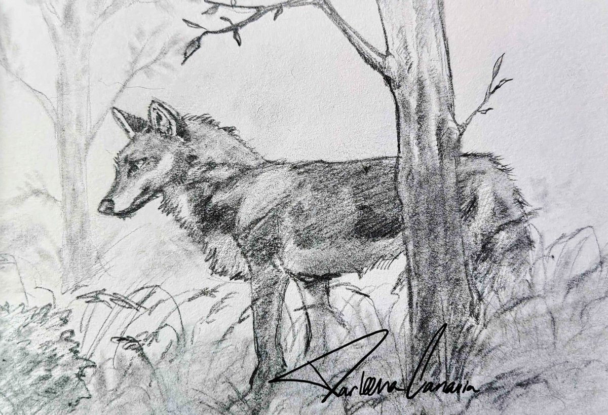 I have no scanner, so you get phone pictures. 
#furryart #furry #wolfart